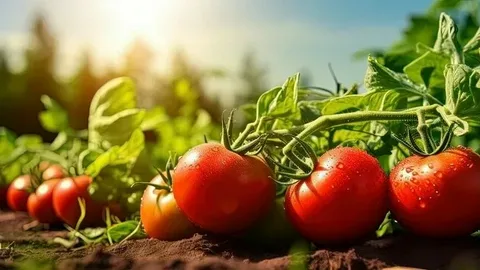 Pomidorun ümumi istehlakı 2 ildə 