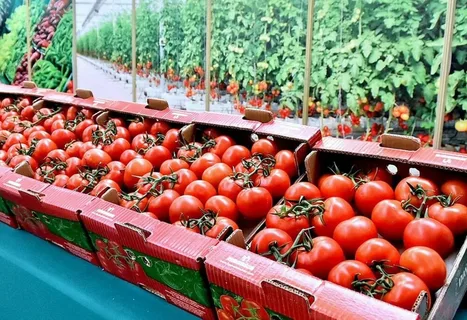 Pomidor ixracında artım, idxal və ehtiyatlarda isə