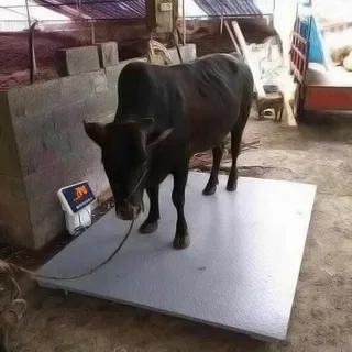Mal-qaranın çəki artımının 